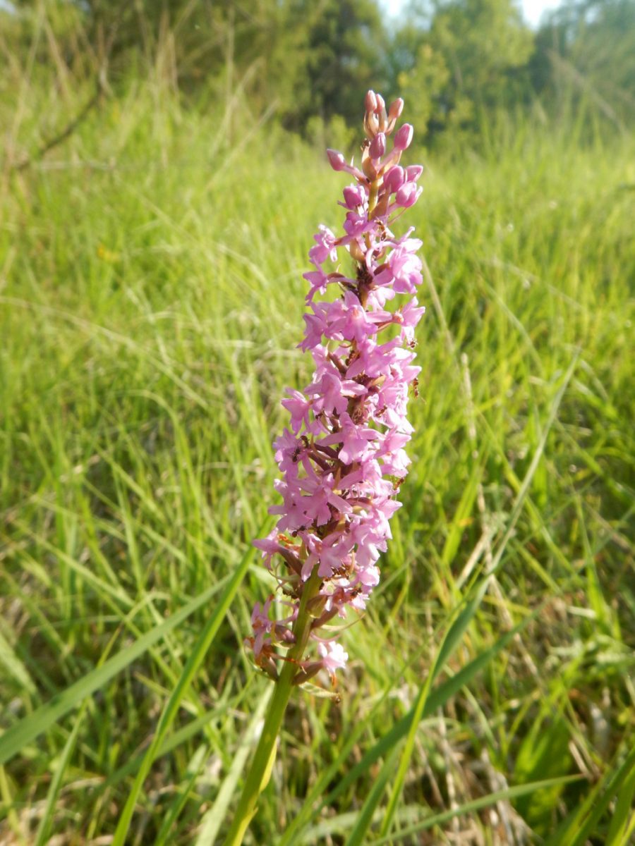 17-06-13 gymnadenia conopsea (2)