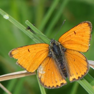 Lycaena dispar(Marais des Mouilles. 1.06.2017)