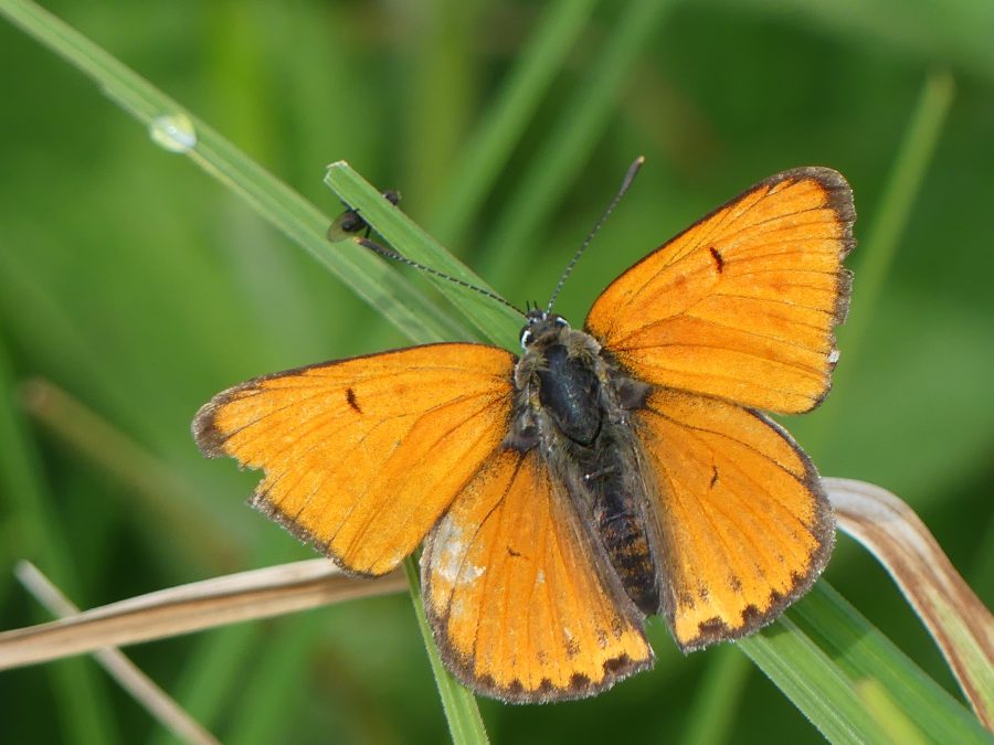 Lycaena dispar(Marais des Mouilles. 1.06.2017)