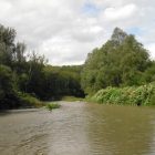 forêt saules blancs et peuplier noir