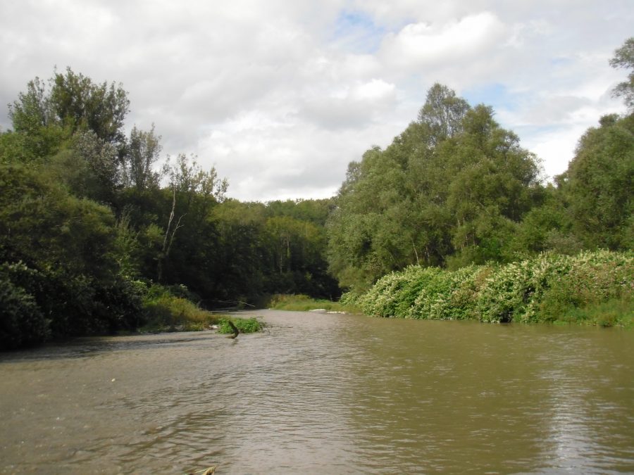 forêt saules blancs et peuplier noir