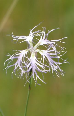 Oeillet superbe crédit asters