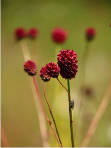 grande sanguisorbe crédit asters