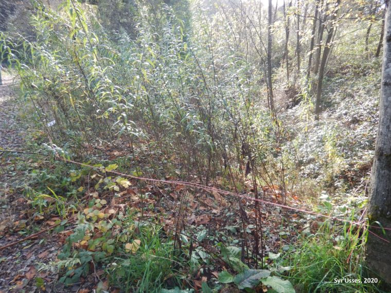 Revege_Saule_CS15_20211_DSCN7355