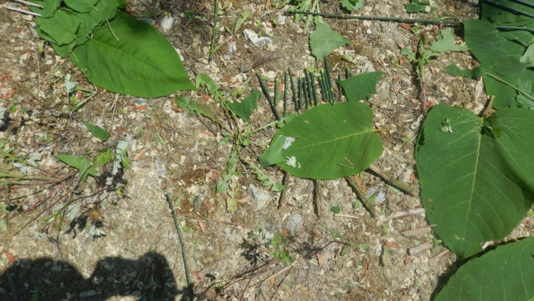 DSCN0797