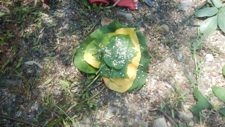 DSCN0798