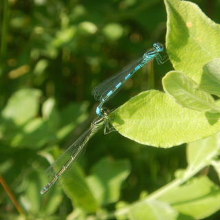 Agrion de mercure