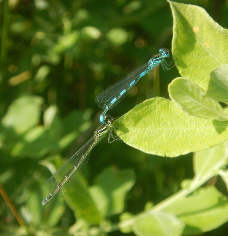Agrion de mercure