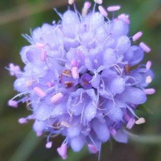 Esserts (6)