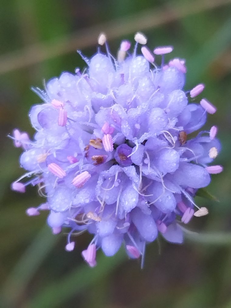 Esserts (6)