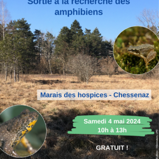 2024-05-04_Affiche_Animation amphibiens