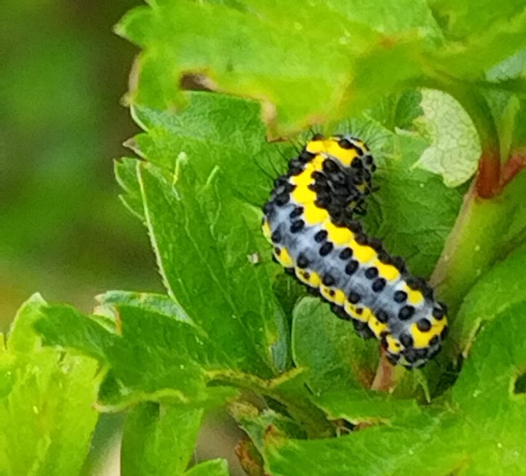 Diloba caeruleocephala (2)