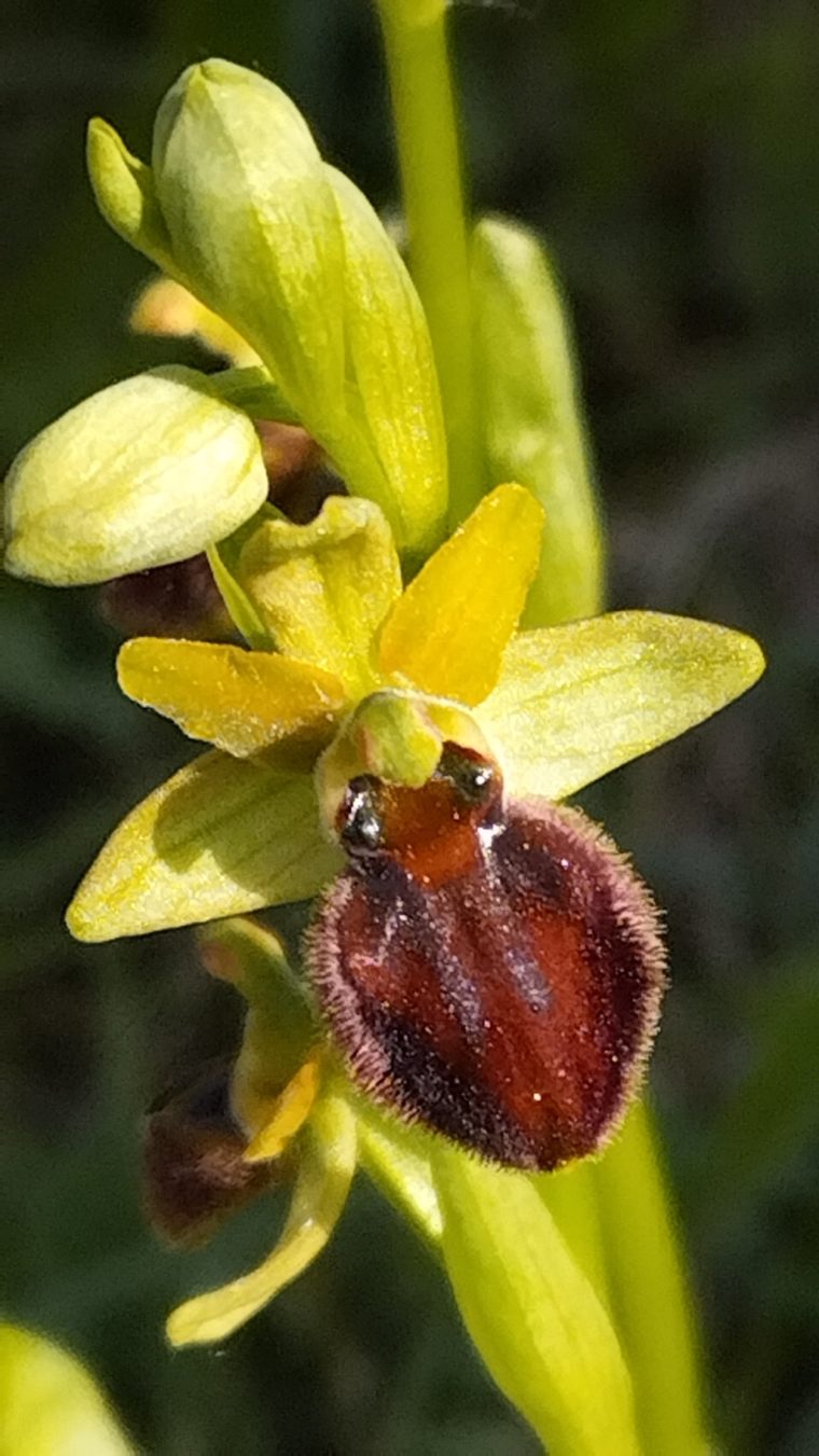 Ophrys virescens