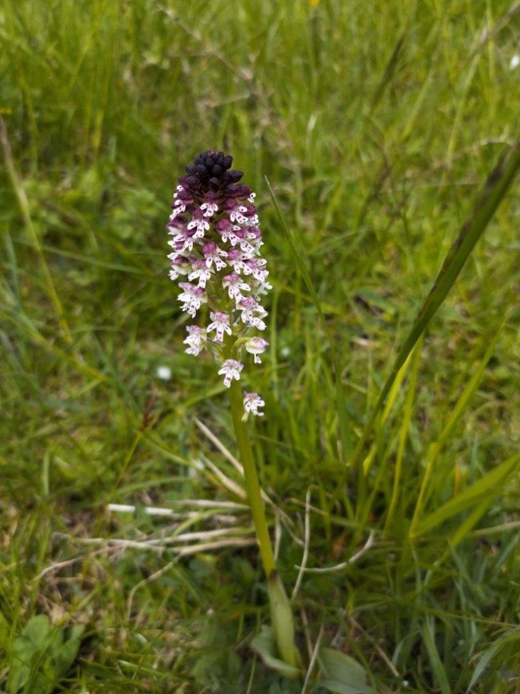 Orchis brule