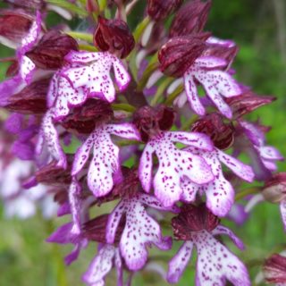 Orchis pourpre