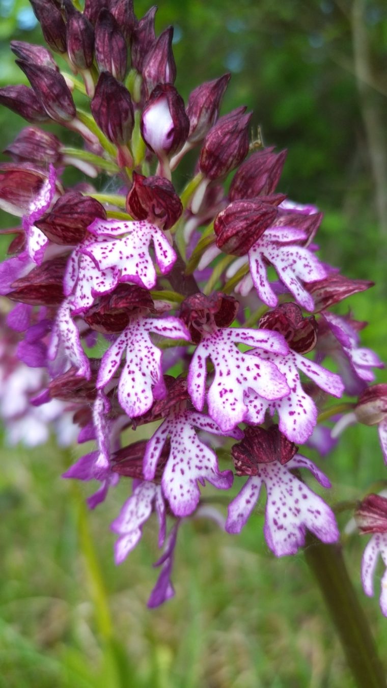 Orchis purpurea (2)