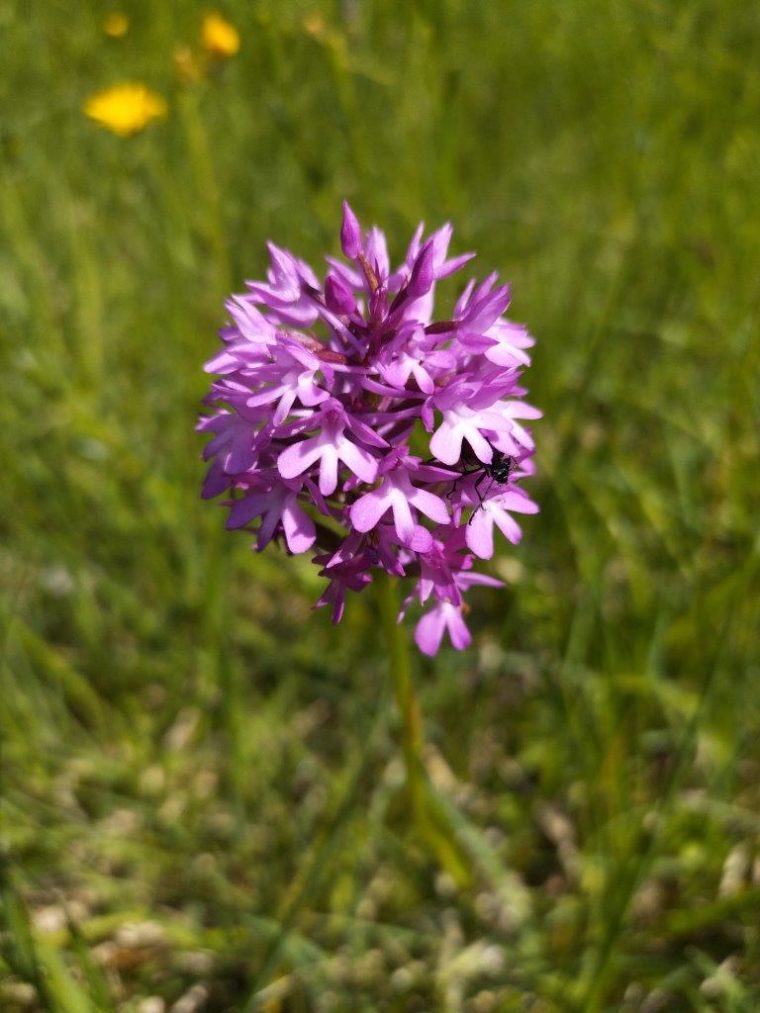 Orchis pyramidale