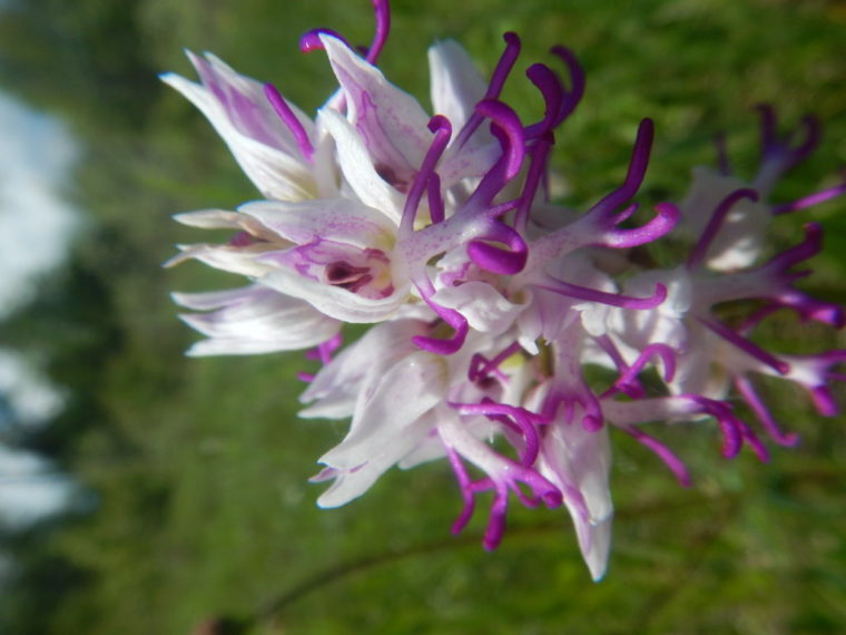 Orchis simia (3)