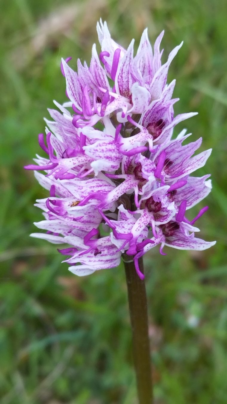 Orchis singe-1