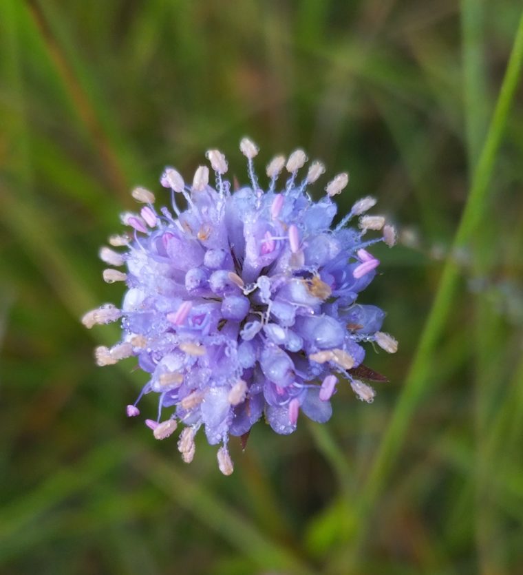 Cret Pollet (7)