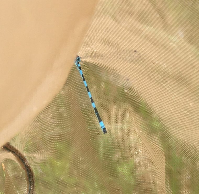 Coenagrion mercuriale