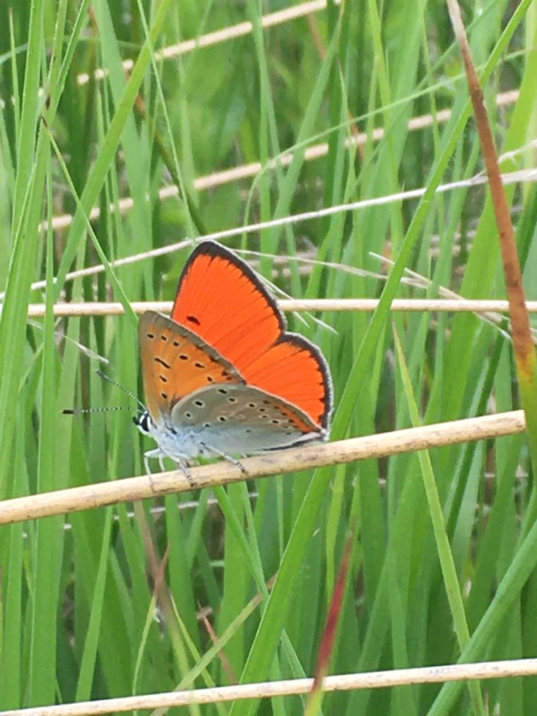 Lycaena dispar