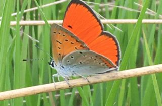 Lycaena dispar