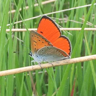 Lycaena dispar