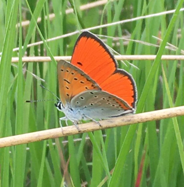 Lycaena dispar