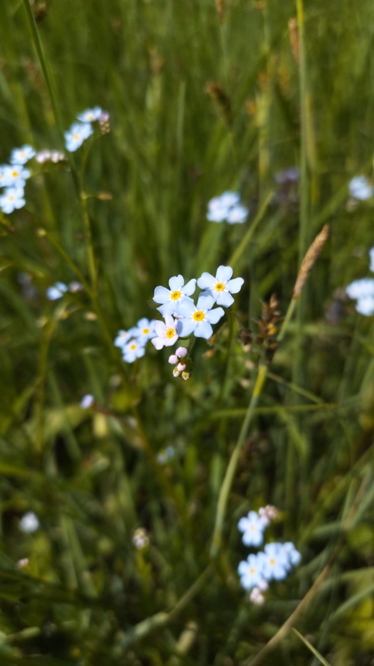 Myosotis scorpioides