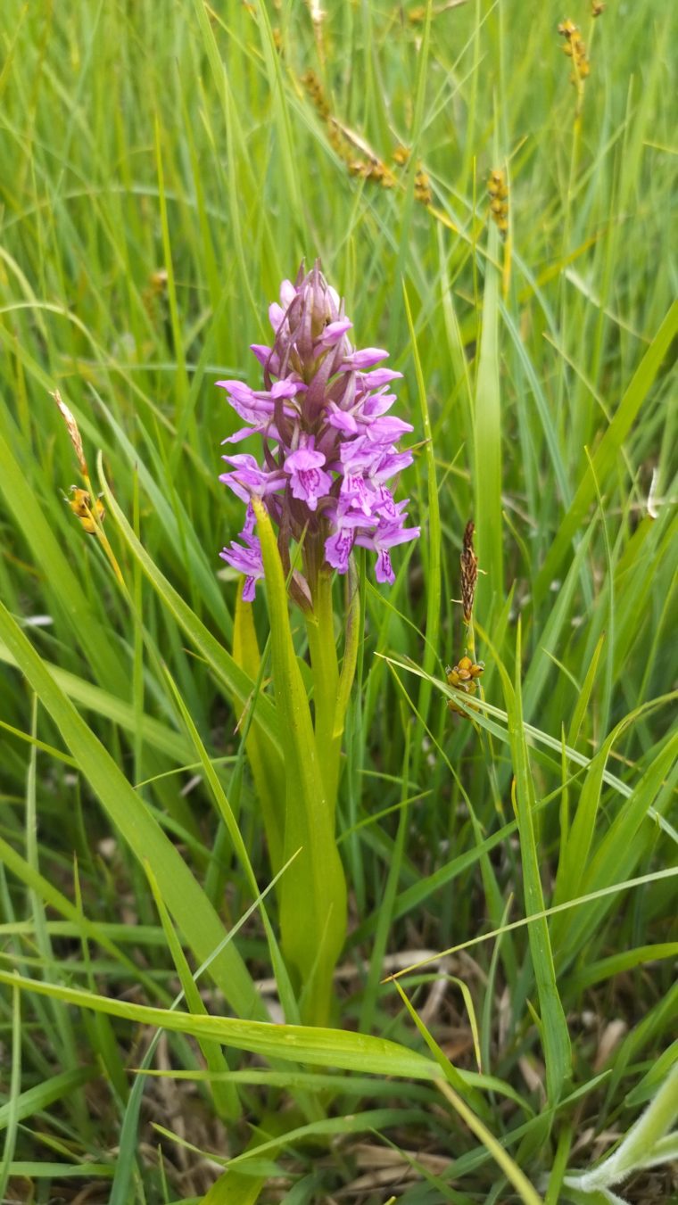 Orchis incarnat