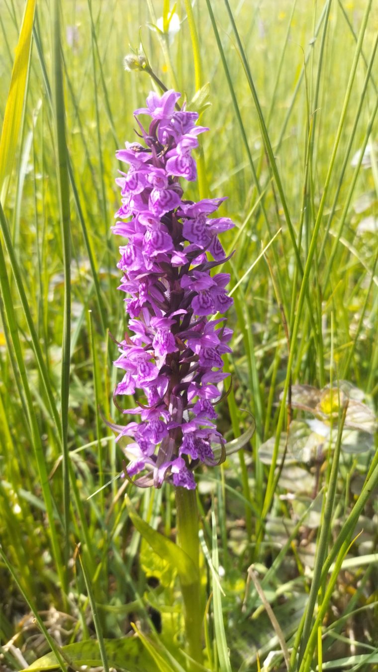 Orchis majalis