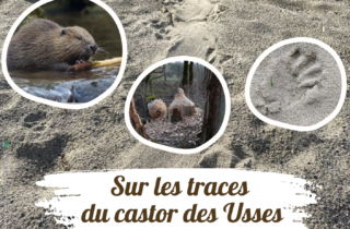 2026-03-21_Animation castor