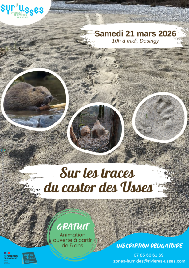 2026-03-21_Animation castor