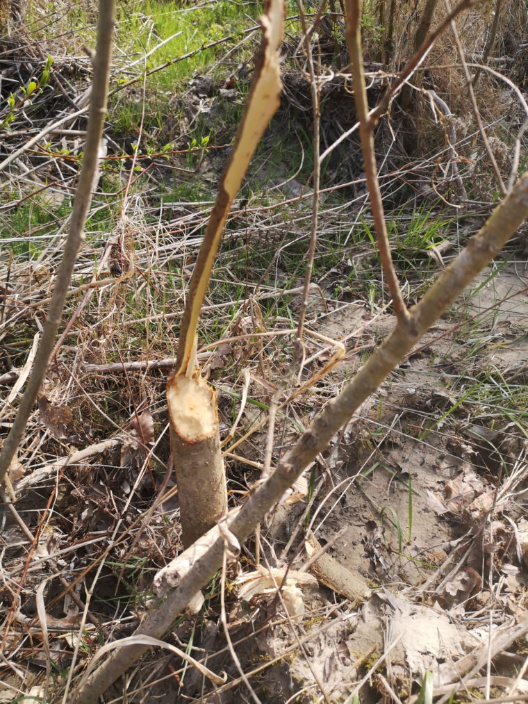 IMG_20260323_092535 (1)